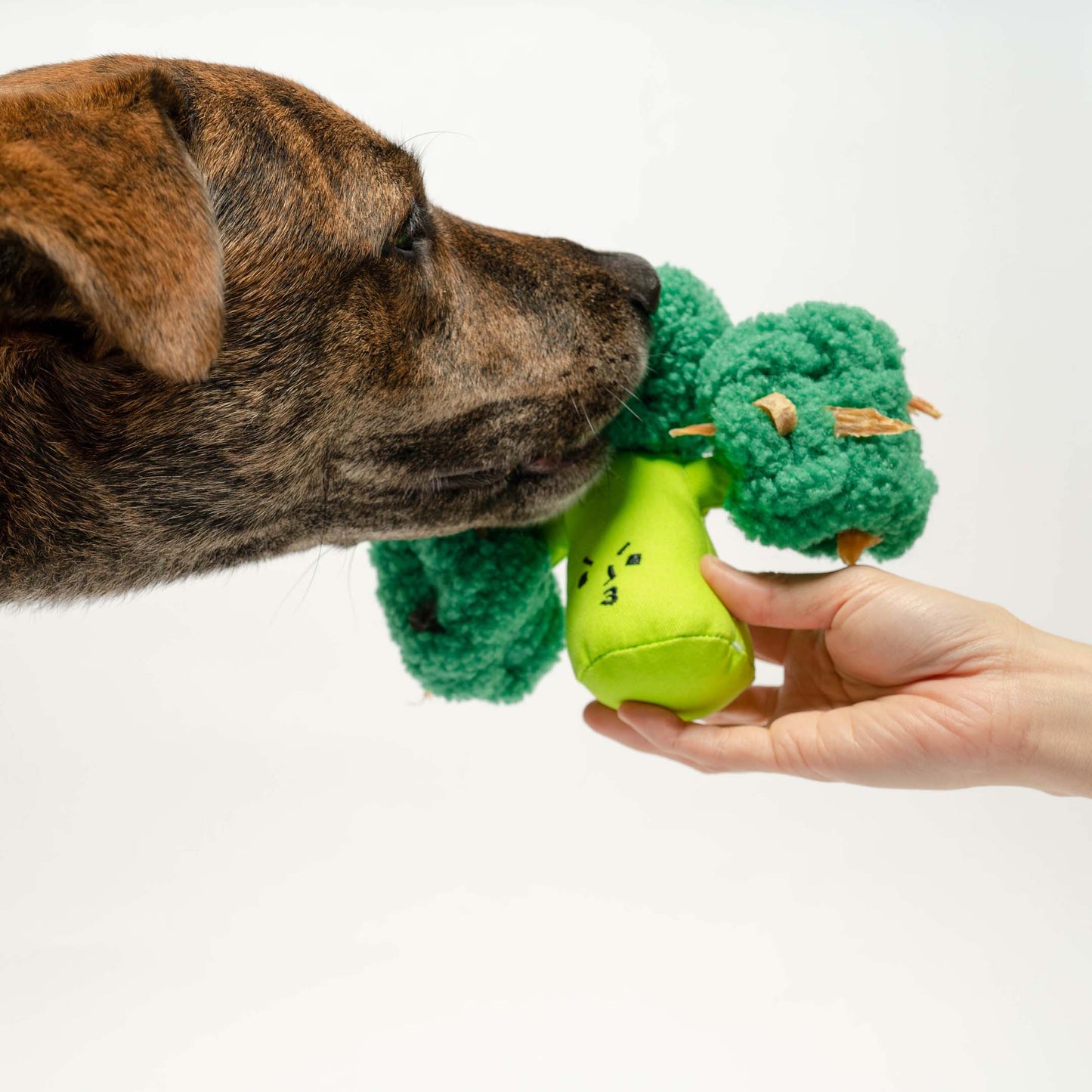 Broccoli Nose Work Toy by The Furry Folks